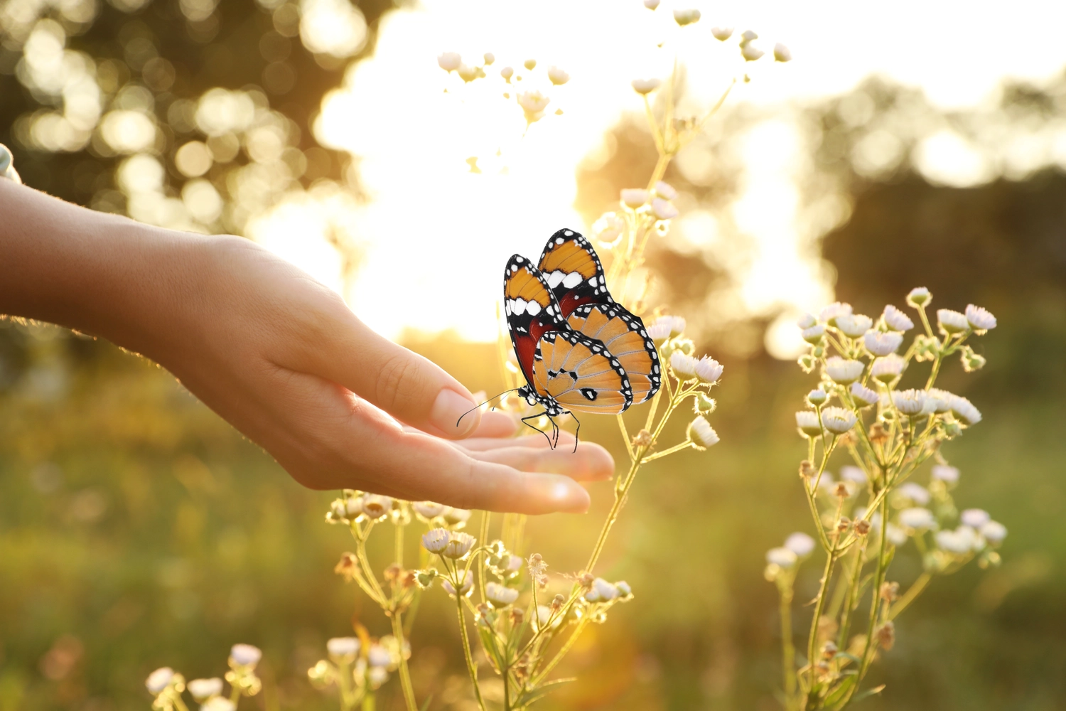 Anette Wolf – Heilpraxis – Ein Schmetterling mit orangefarbenen, schwarzen und weißen Flügeln ruht sich in einem sonnenbeschienenen Feld voller kleiner weißer Blumen neben einer ausgestreckten Hand aus.
